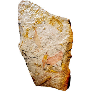 Huge 900gm Authentic Australian Leaf Fossil Natural Specimen - Mesozoic Era G1