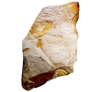 Huge 900gm Authentic Australian Leaf Fossil Natural Specimen - Mesozoic Era G1
