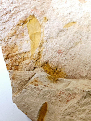 Huge 900gm Authentic Australian Leaf Fossil Natural Specimen - Mesozoic Era G1