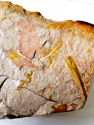 Huge 900gm Authentic Australian Leaf Fossil Natural Specimen - Mesozoic Era G1