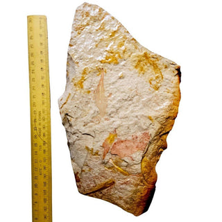 Huge 900gm Authentic Australian Leaf Fossil Natural Specimen - Mesozoic Era G1
