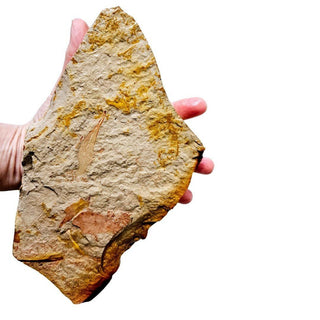 Huge 900gm Authentic Australian Leaf Fossil Natural Specimen - Mesozoic Era G1