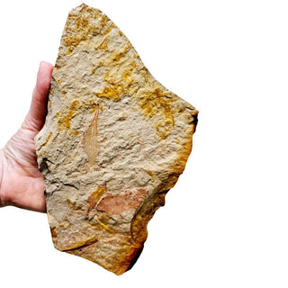 Huge 900gm Authentic Australian Leaf Fossil Natural Specimen - Mesozoic Era G1