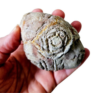 Mystery Thunderegg Uncut Nodule Unusual Markings Natural Specimen 189g G2