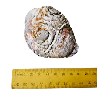 Mystery Thunderegg Uncut Nodule Unusual Markings Natural Specimen 189g G2