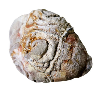 Mystery Thunderegg Uncut Nodule Unusual Markings Natural Specimen 189g G2
