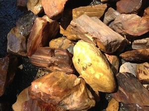 Petrified Wood Specimens 1 kg