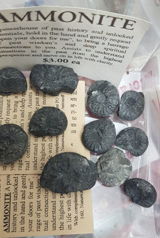 AMMONITE Fossil Rough Gemstone Specimen