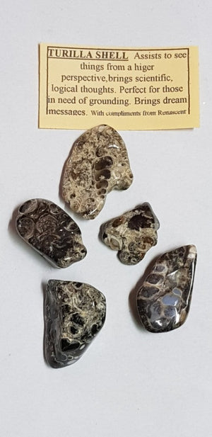 Turilla Shell Fossil Tumbled Polished Gemstone Specimen
