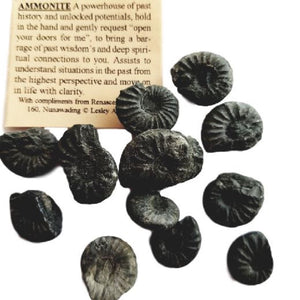 Ammonite Fossil Natural