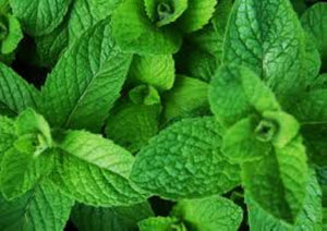 Mint Dried