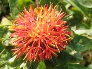 Safflower Petals Dried